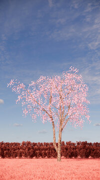 Fantasi Scene Sakura Tree In Pink Grass Field Background