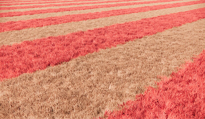 Pink stripe grass field landscape background