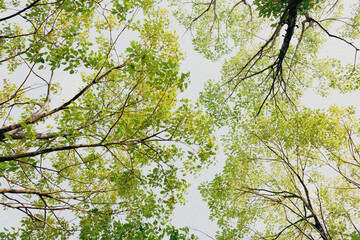 Korean green tree on sky background