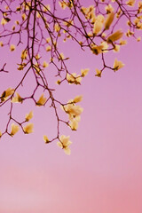 Magnolia with bright purple sky background after sunset
