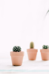 A mini cactus by the window where the sun shines.