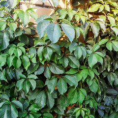 female grape hedge of green leaves.green fence.
natural background.green fence
