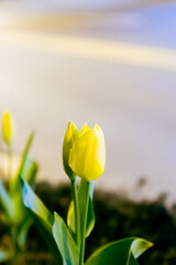 A transparent yellow tulip standing on the roadside flower bed.