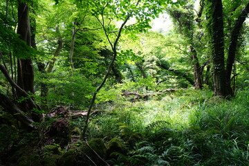 a dense spring forest with fern and fallen trees