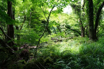Zelfklevend Fotobehang a dense spring forest with fern and fallen trees © SooHyun
