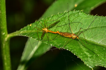 Insects inhabiting wild plants