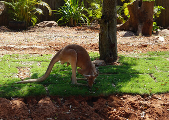 Fototapeta premium Red Kangaroo in Thailand, Nakhon Ratchasima, Korat Zoo January 19, 2022