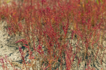 There is shrubby sea-blite on the seashore mudflat