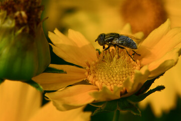 Insects inhabiting wild plants