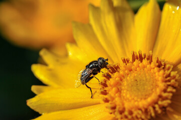 Insects inhabiting wild plants