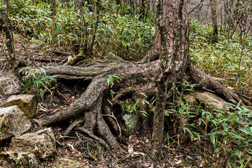 Huangshan Scenic Spot in Anhui Province, China