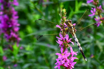 Insects inhabiting wild plants