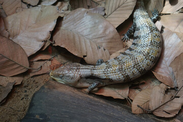 blue tongued lizard in Thailand, Nakhon Ratchasima, Korat Zoo January 19, 2022