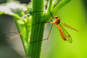 Insects inhabiting wild plants