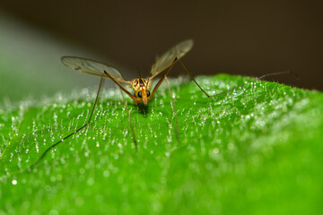 Insects inhabiting wild plants