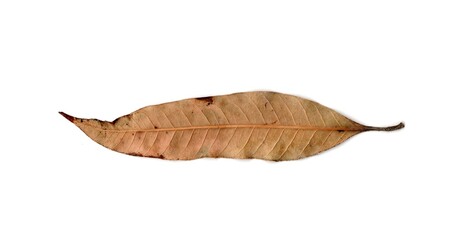 autumn dry leaf isolated on white background	