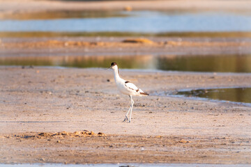 The pied avocet, Recurvirostra avosetta, is a large black and white wader with long, upturned beak