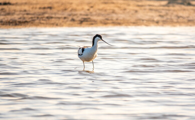 Water bird pied avocet, Recurvirostra avosetta, feeding in the lake. The pied avocet is a large...