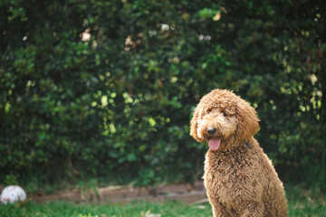 Young Groodle mixed-breed dog, also known as Golden Doodle, in pretty backyard setting