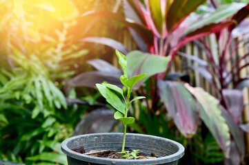 Closeup of Small Plant growing on the soil in a black plastic pot for design and decoration in garden with natural background.