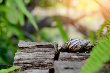 Closeup of Snail crawling on the ground with nature background, selective focus point at Thailand.