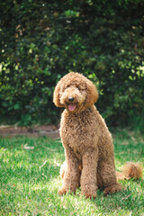 Young Groodle mixed-breed dog, also known as Golden Doodle, in pretty backyard setting