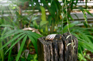 Closeup of Snail crawling on the ground with nature background, selective focus point at Thailand.