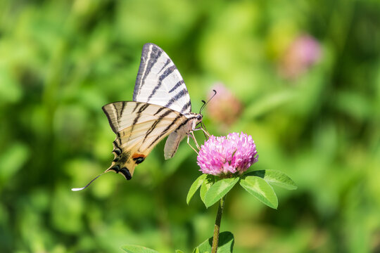 Beautiful Butterfly Scarce Swallowtail, Sail Swallowtail, Pear-tree Swallowtail, Podalirius. Latin name Iphiclides podaliriu. Butterfly collects nectar on flower. © Дмитрий Поташкин