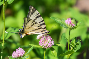 Beautiful Butterfly Scarce Swallowtail, Sail Swallowtail, Pear-tree Swallowtail, Podalirius. Latin name Iphiclides podaliriu. Butterfly collects nectar on flower.