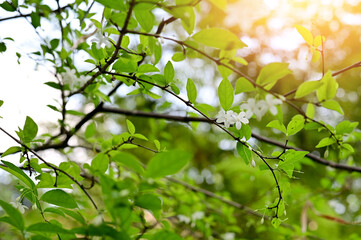 Close-up of Beautiful White Flowers are blooming in the garden with nature background.  