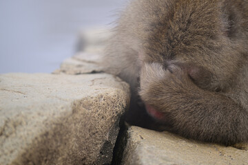 憂鬱な表情のスノーモンキー