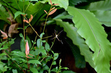 Closeup of Spider on spider web to wait for prey to be trapped in a trap to eat with natural background in the park at Thailand.