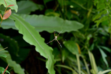 Closeup of Spider on spider web to wait for prey to be trapped in a trap to eat with natural background in the park at Thailand.