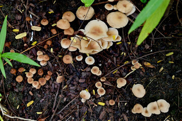 Close-up of Colorful many Wild Mushrooms Growing on the ground above the trees in the forest at Thailand.
