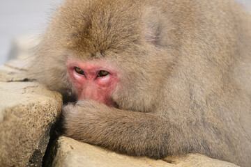 憂鬱な表情のスノーモンキー