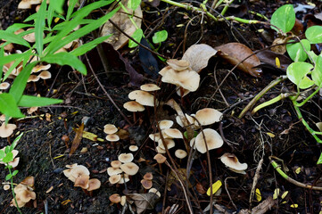 Close-up of Colorful many Wild Mushrooms Growing on the ground above the trees in the forest at Thailand.