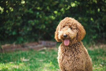 Young Groodle mixed-breed dog, also known as Golden Doodle, in pretty backyard setting