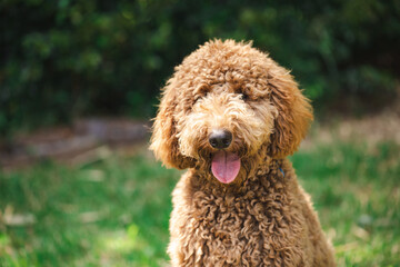 Young Groodle mixed-breed dog, also known as Golden Doodle, in pretty backyard setting