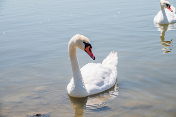 Graceful white Swan swimming in the lake, swans in the wild. Portrait of a white swan swimming on a lake.