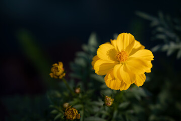Close-up of Cosmos sulphureus, vibrant yellow cosmos flowers blooming in the garden on a dark green background.
