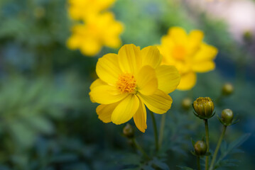 Natural background of Cosmos sulphureus,  yellow cosmos flowers blooming in the garden on green background.