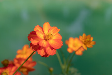 Close-up of Cosmos sulphureus, vibrant orange cosmos flowers blooming in the garden with soft morning sunlight on a green background.