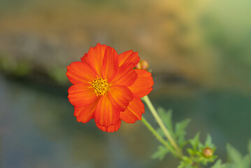 Close-up of Cosmos sulphureus, vibrant orange cosmos flower blooming in the garden with soft morning sunlight on blurred background.