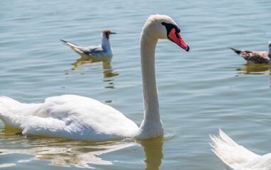 Graceful white Swan swimming in the lake, swans in the wild. Portrait of a white swan swimming on a lake.