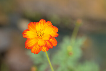 Close-up of Cosmos sulphureus, vibrant yellow-orange cosmos flower blooming in the garden with soft morning sunlight on blurred background.