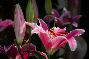 Close-up of big lily, sweet pink lily flowers bouquet with aromatic fragrant blooming in the garden and soft morning sunlight.