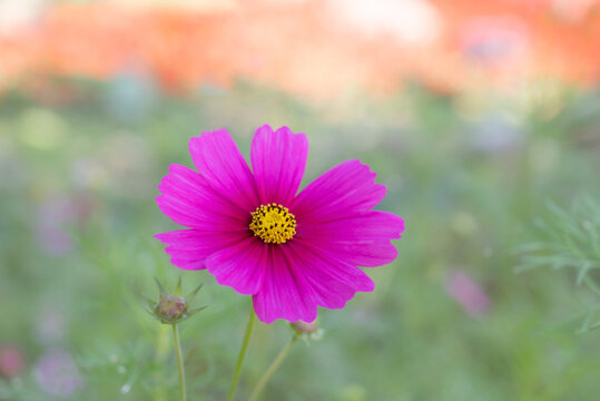Close-up of Cosmos sulphureus, vibrant pink cosmos flowers blooming in the garden with soft light bokeh for background.