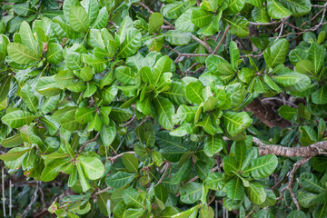 Trees on the white sand beach in Thailand
