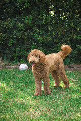 Fototapeta premium Young Groodle mixed-breed dog, also known as Golden Doodle, in pretty backyard setting