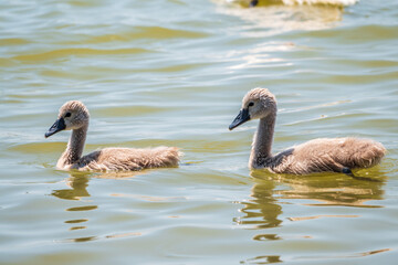 Obraz premium Beautiful baby cygnet mute swan fluffy grey and white chicks. Springtime new born wild swans birds in pond. Young swans swmming in a lake.